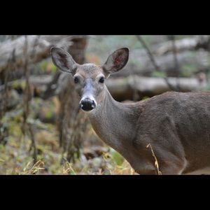 Meet your Posher, Kari